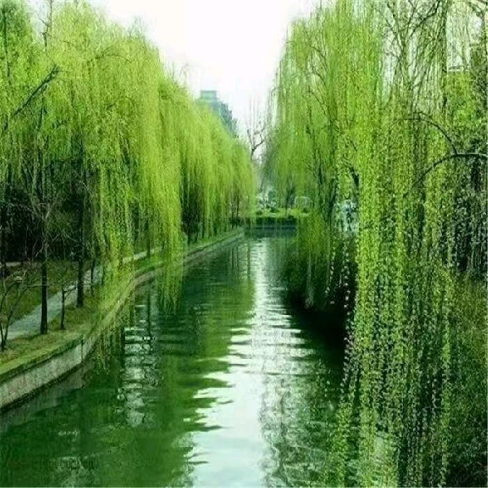 联机全球发布姜春荣作品欣赏（图4）