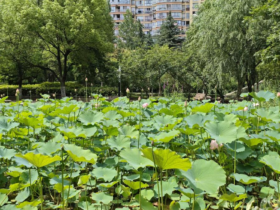 【中华好诗词】分享（上海）优秀诗人纪金东先生《破陈子*荷花池》请欣赏（图9）