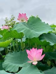 七律·夏夜月下吟（文/冯清明）……莲叶之珠文学社（图4）