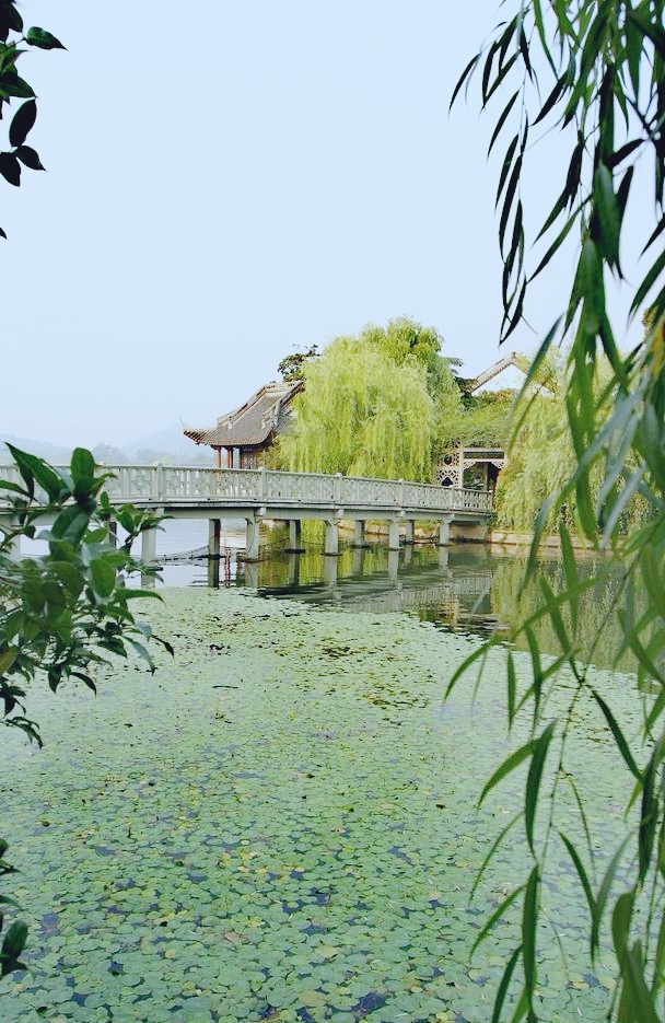 参评▪青葱的大叶子菜～文||王玉东（图8）