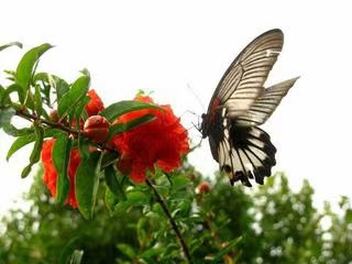 七绝·石榴花/七律·夏夜月下吟（文/冯清明）……莲叶之珠文学社（图3）