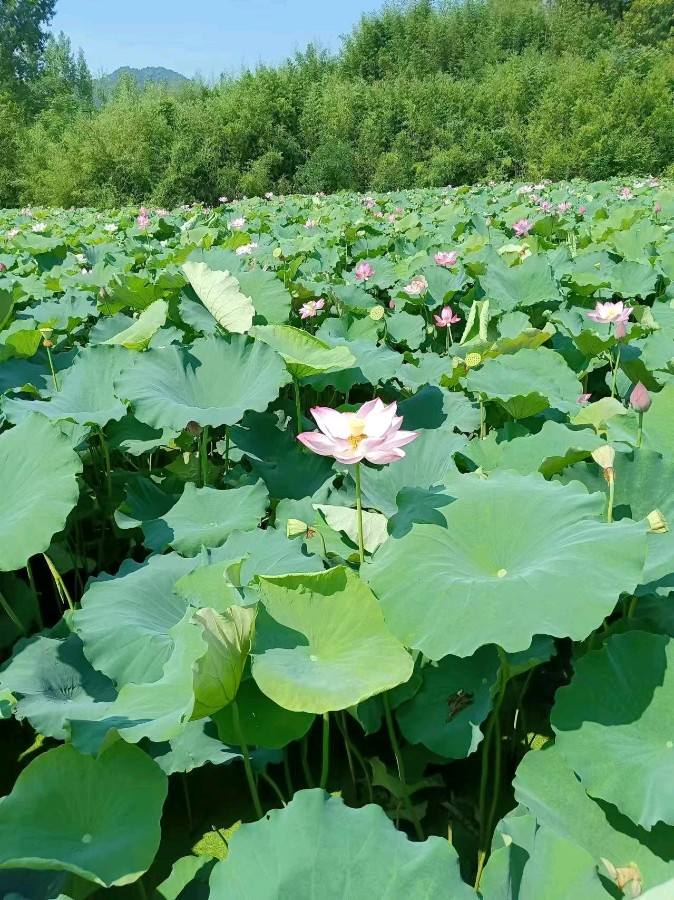东方书剑的《浣溪沙*夏日炎炎》