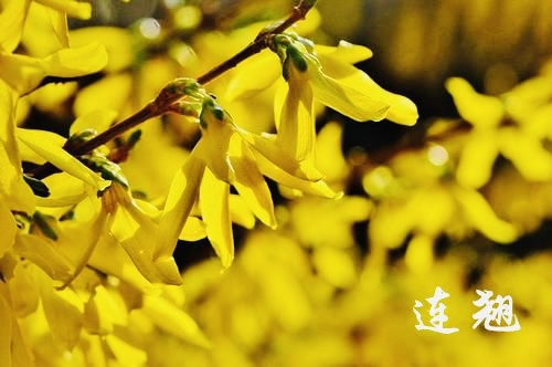 【海外诗译】精品双语朗诵《连翘花赞》作者｜王文、英译｜中权、审译&朗诵｜薇薇（图3）