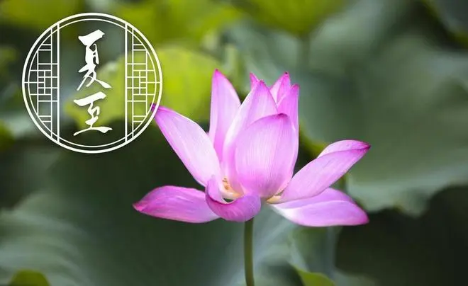 新荷叶*夏至试笔金夜（兰州）（图3）