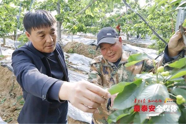 【泰山词韵•乡村振兴村歌篇】《大石关村之歌》作词/孙文远 姜玉虎 刘培龙作曲/米建平演唱/黄玉楼等（图6）