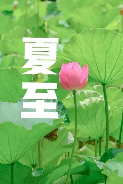格律诗词·甲辰夏至四首（文/天宫玉兔）……莲叶之珠文学社（图4）