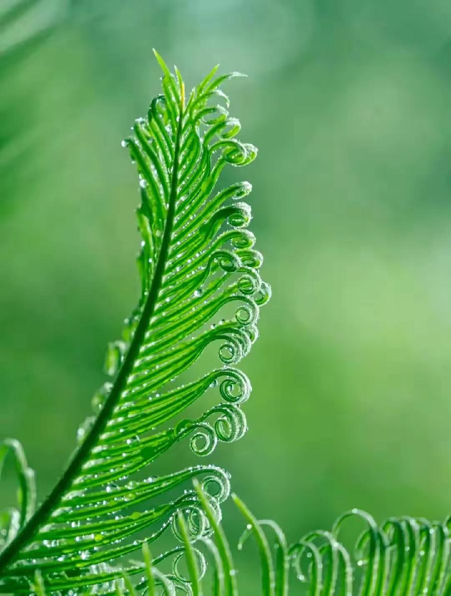 夏雨赋/咏凌霄/夏又赋（文/孙述考）……莲叶之珠文学社（图3）