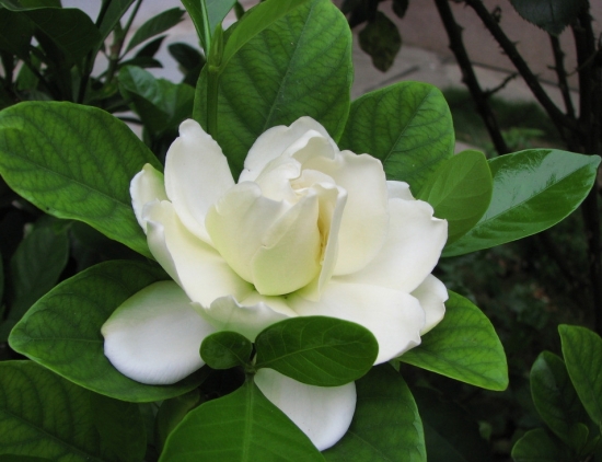栀子花02 栀子花02