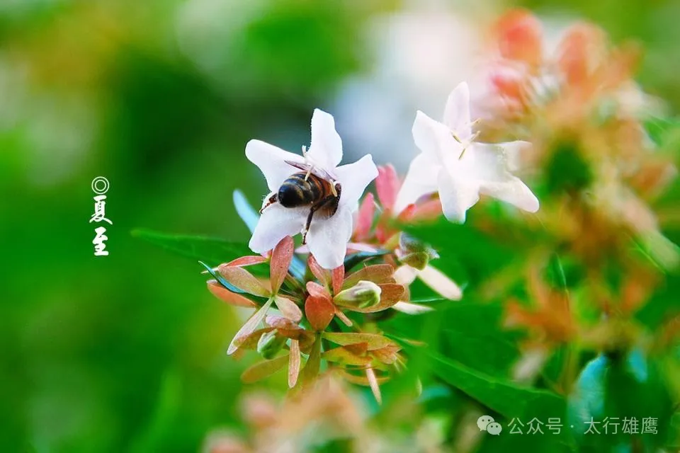 …夏至时节，诗四首… 文／王铁忠（图4）