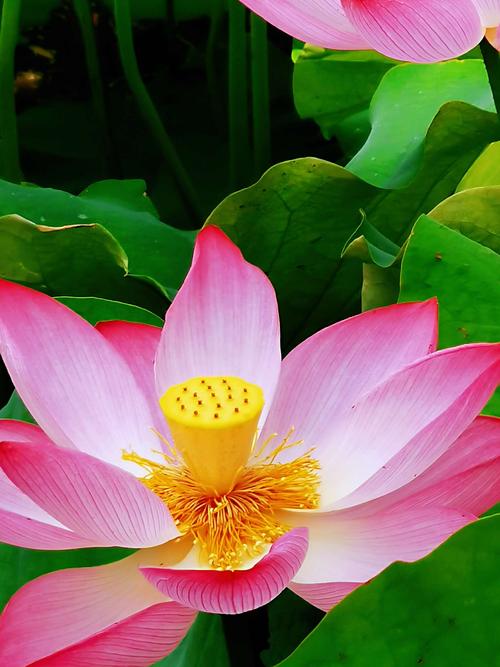 【新山东文学社】《七绝.东湖八咏》作者/朱守平 主播/梅妃(图5)