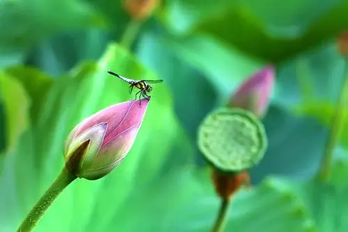 【紫罗兰文学社-现代诗社】都刊第010期 || 小荷才露尖尖角 早有蜻蜓立上头(图8)