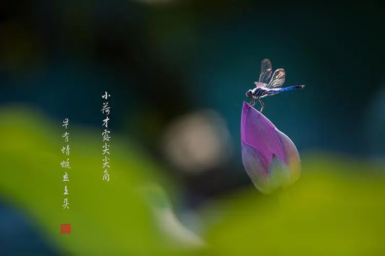 【紫罗兰文学社-现代诗社】都刊第010期 || 小荷才露尖尖角 早有蜻蜓立上头(图14)