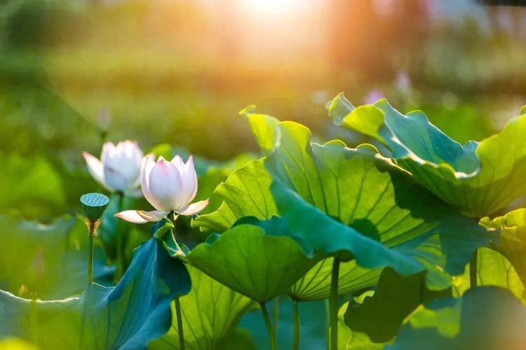 【新诗大观】这个夏天||文/姚元霞(图2)