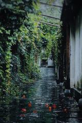 《题图诗集训》作者:听月诗社诗友【听月诗社】（图33）