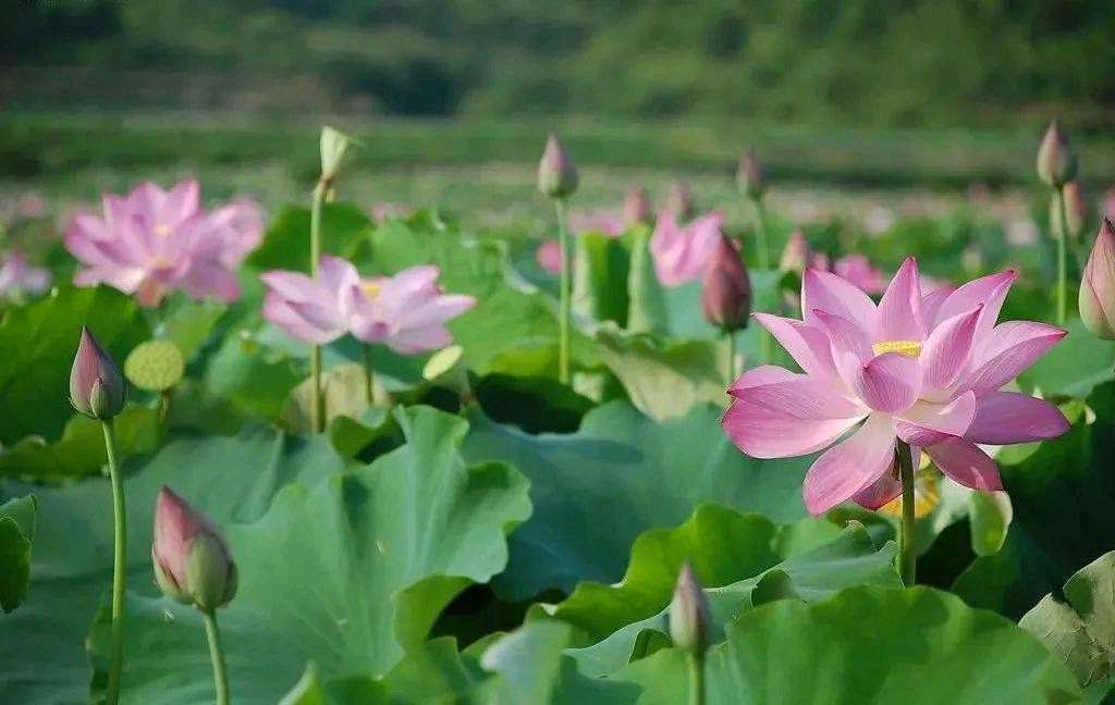 【诗歌】荷香阵阵 作者/马龙田（图5）
