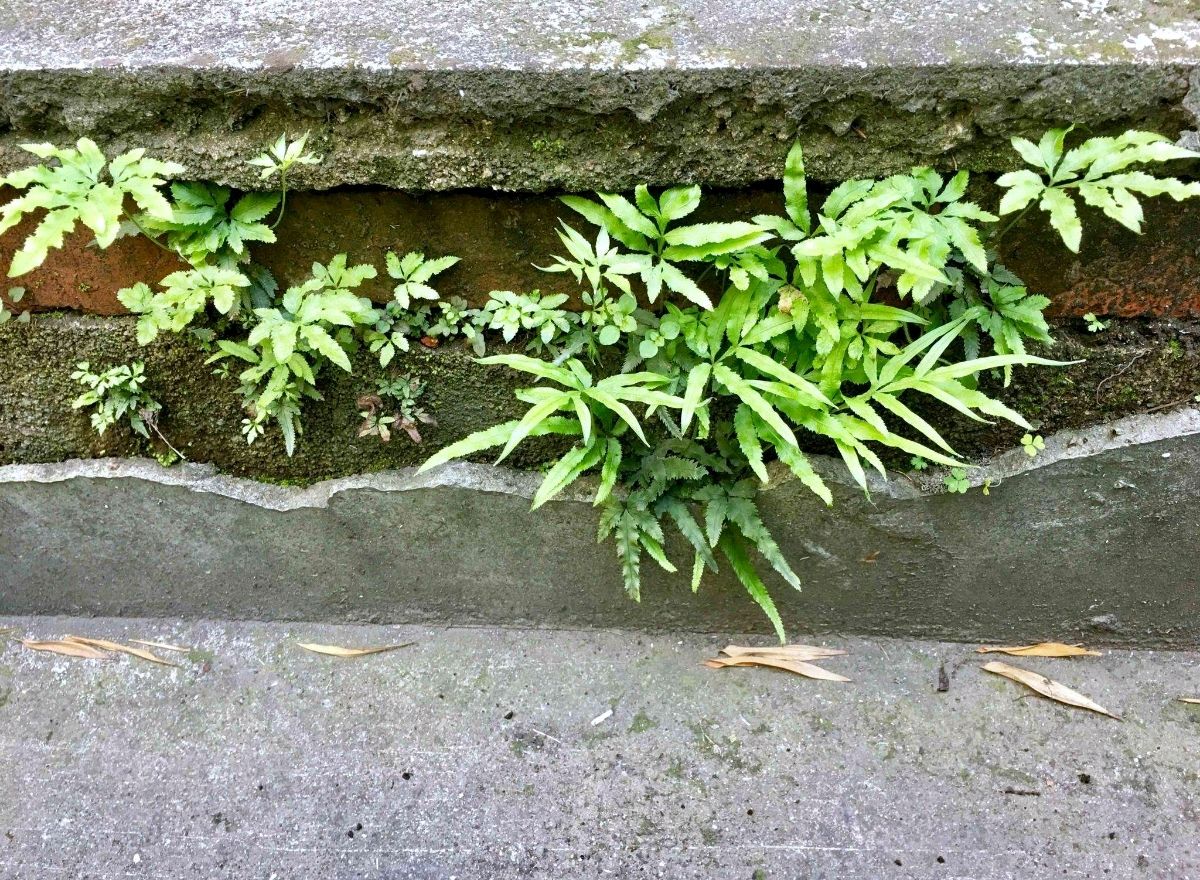 【明心文学】孙爱国/六月，弄丢了心里的花红草绿 主播/薇薇（图2）
