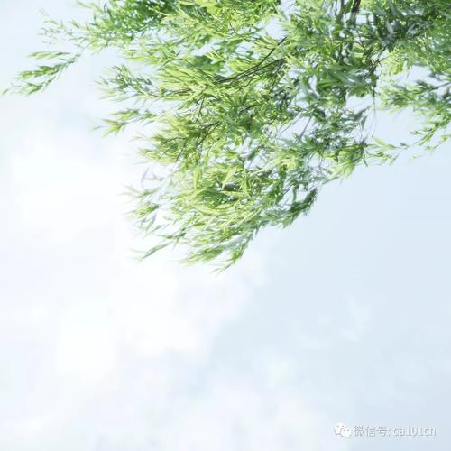 《夏天的风》作者:彭露露【主播:青青草】【桃源国际诗歌文化传媒】用声音传递温暖以诵读致敬人生♬（图5）