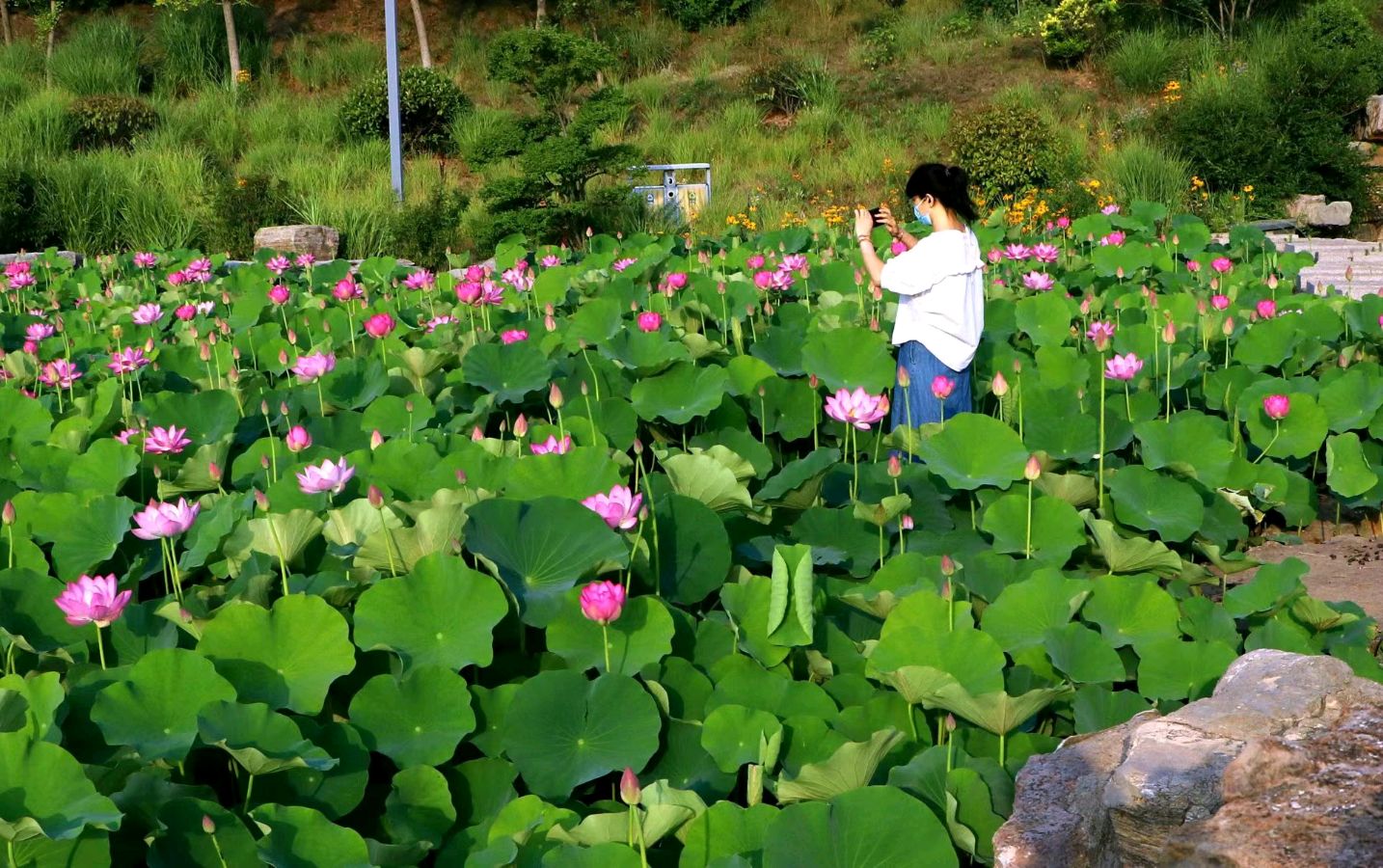 今日夏至（外五首）/王福中