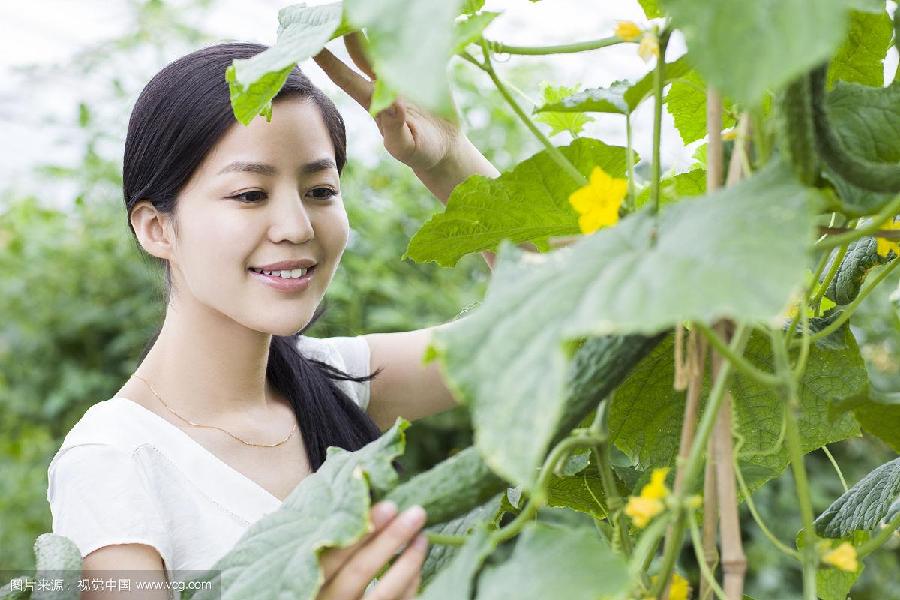 【美文赏评】夏天稻黄瓜熟 文/季丽红
