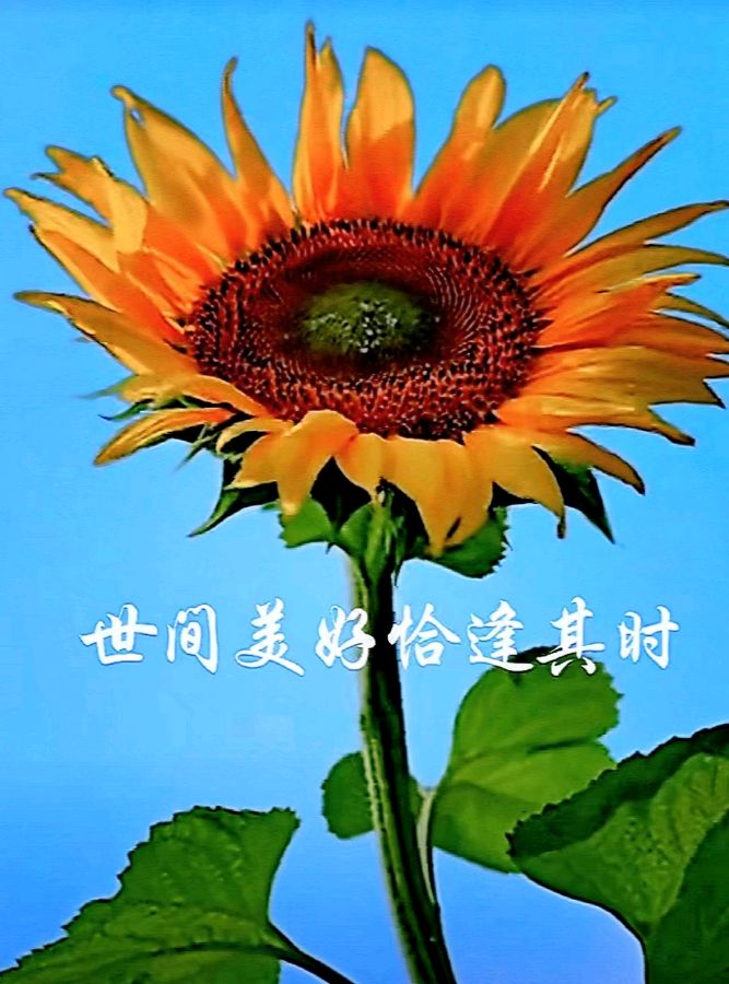 【热点推送】鲁坡//带上诗情追梦去[和平世界万年春]（图4）