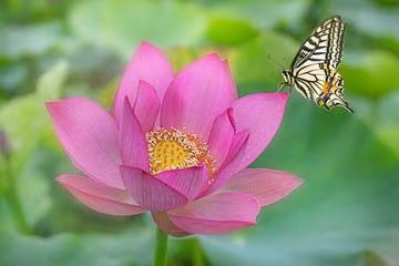 七律·梅雨新晴有题（文/冯清明）……莲叶之珠文学社（图4）