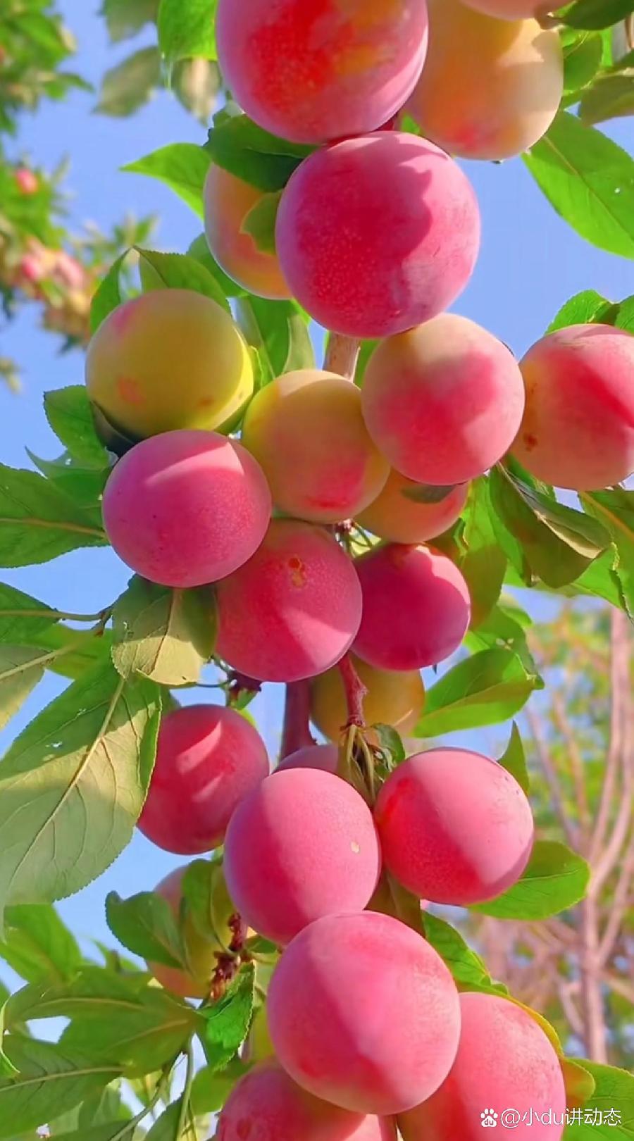 【中华好诗词】分享（江苏）优秀诗人方少春老师《五律·夏日随想》四首请欣赏（图15）