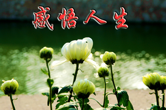 【中华好诗词】分享优秀诗人刘兴祥《感悟》外一首请欣赏（图6）