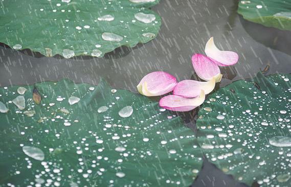 【新诗大观】半夏的雨||文/山妮儿（图3）