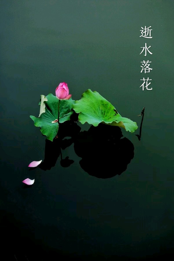 韩庚的《逝水落花》