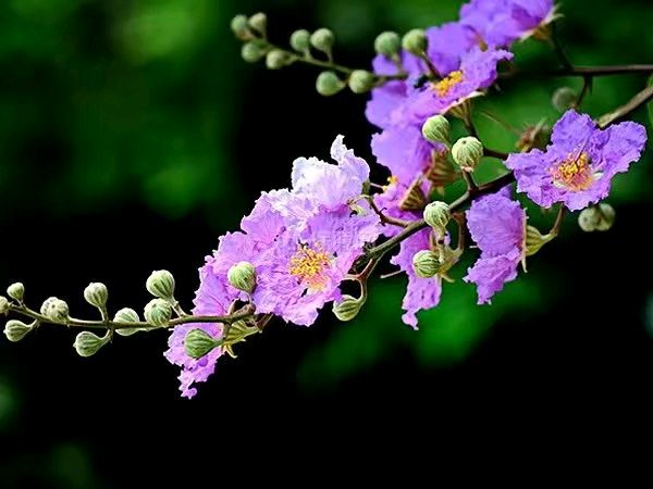 王金政的《夏夜》