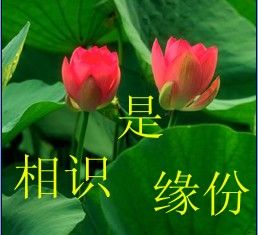 【海外诗译】精品双语朗诵《缘》作者｜绿意盎然、英译｜静好、审译&朗诵｜薇薇（图4）