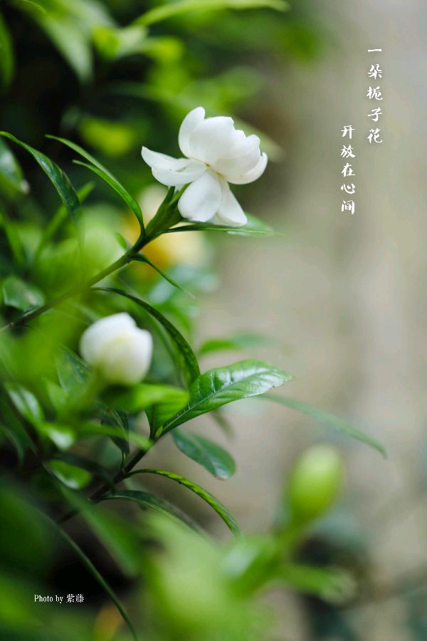 卫水洲的《把努力当成习惯，终究会成为一个成功的自己》