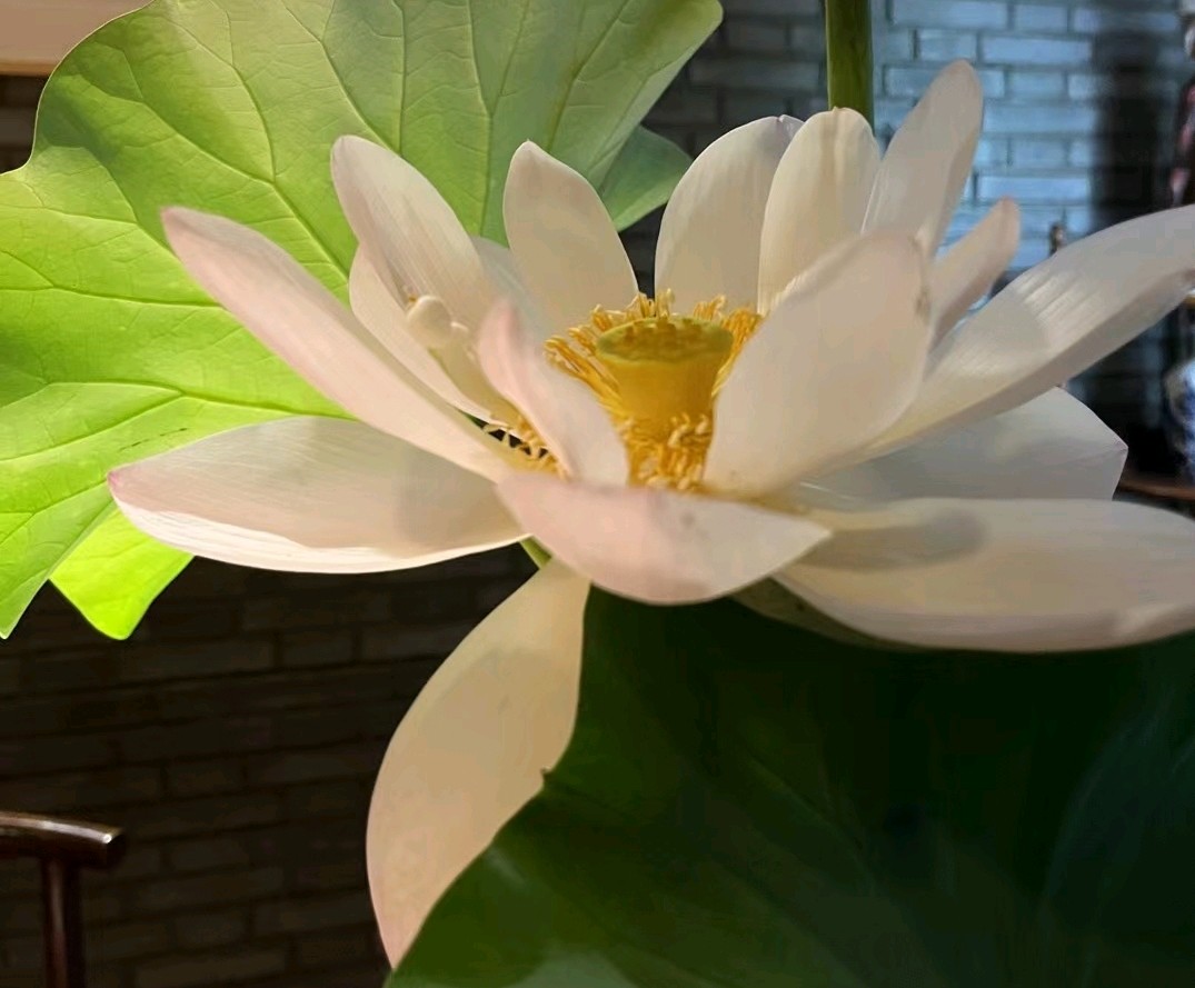 典籍说洛阳（15）——白莲花
