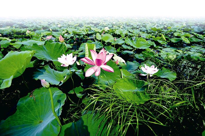 欣赏春晓老师律诗三首（图3）