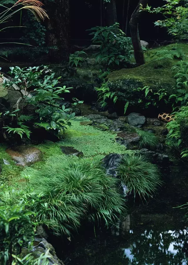 夏阴赋/夏雨赋/圆明园赋/关于肺病问题的分析(文/孙述考)……莲叶之珠文学社