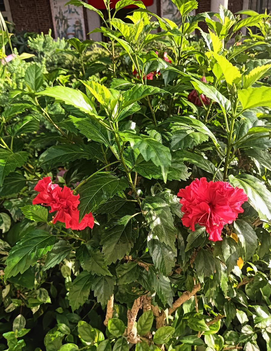 七律-庭院竞芳菲～诗||雅轩琴韵（图19）