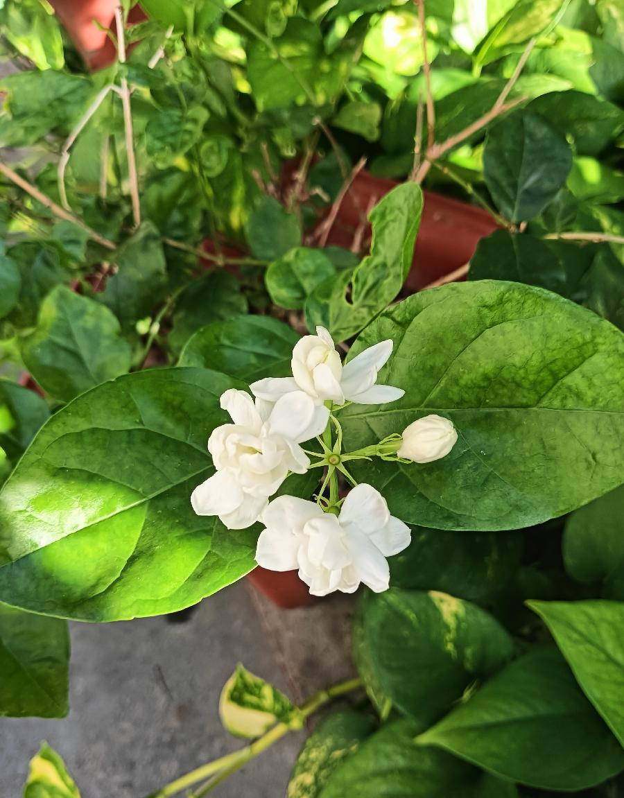 七律-庭院竞芳菲～诗||雅轩琴韵（图18）