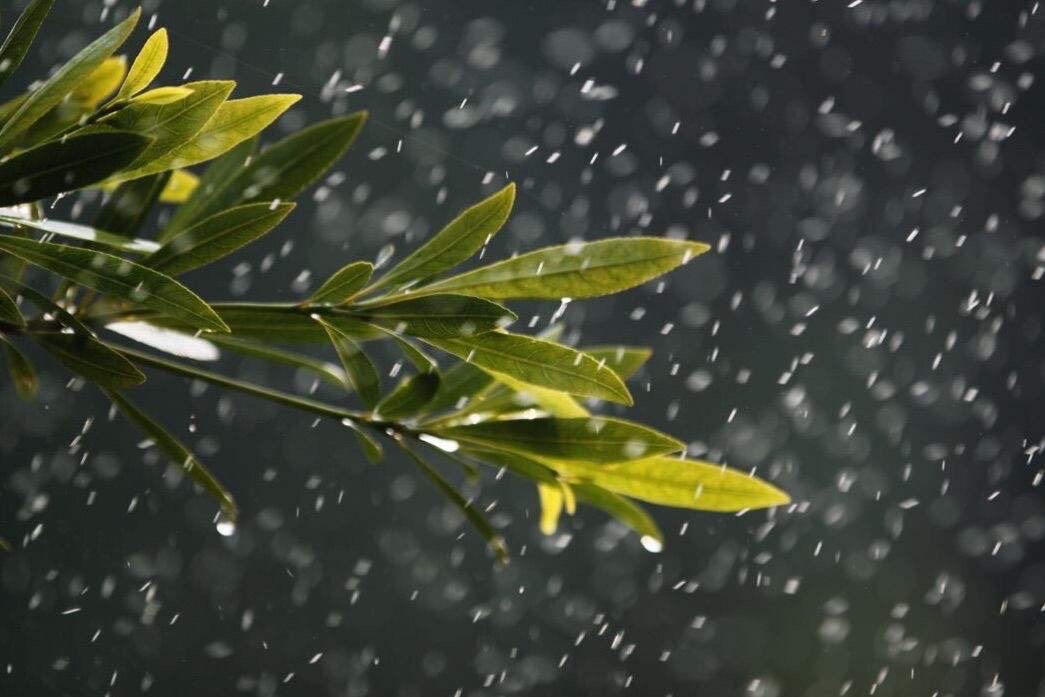 雨||文/樊延军