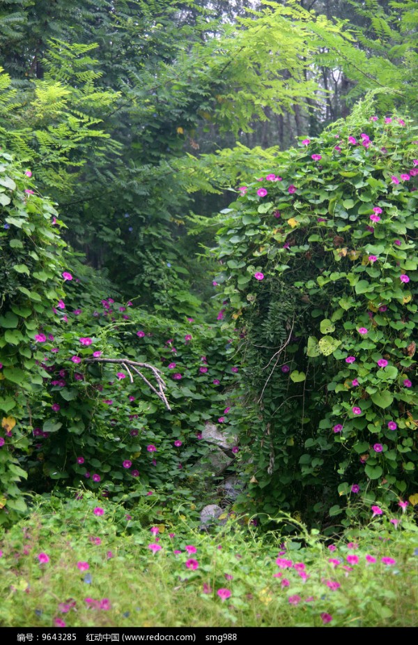 欣赏杨明才老师七绝两首.牵牛花（图2）