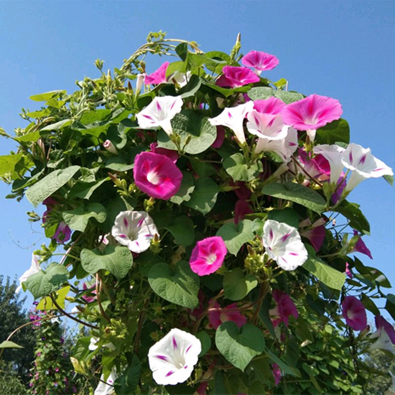 欣赏杨明才老师七绝两首.牵牛花（图3）