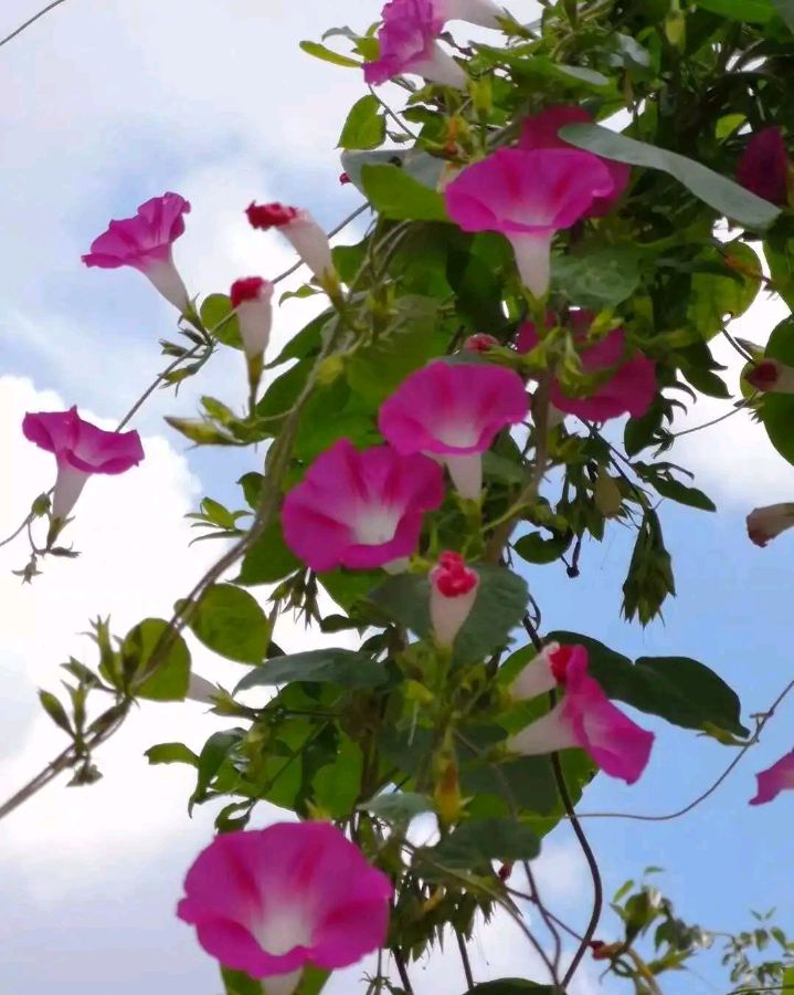 欣赏杨明才老师七绝两首.牵牛花（图4）