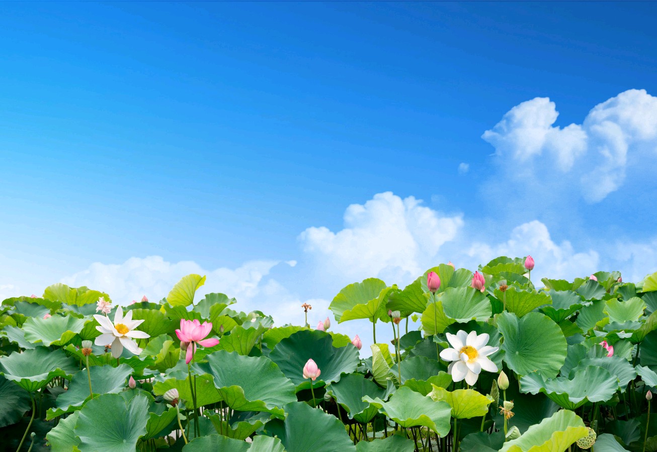 欣赏王发军老师蝶恋花.忆故乡（图3）