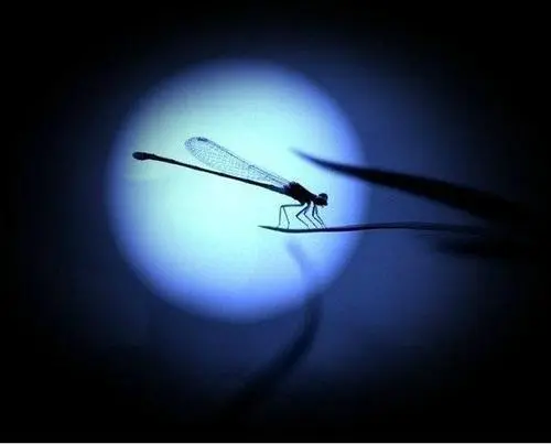 【新山东文学社】《雨夜幽思》作者/樊志刚 主播/苏宁(图5)