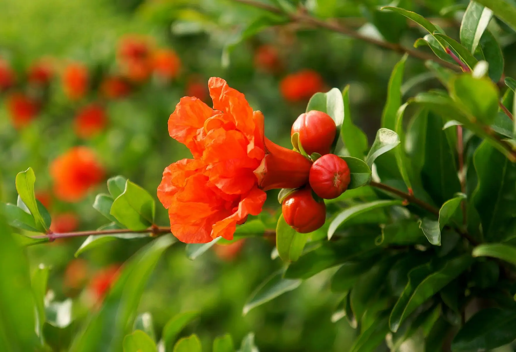 【荣耀中华】蜻蜓与莲荷 (组诗35首) 文/湖北 蓝天风(图21)