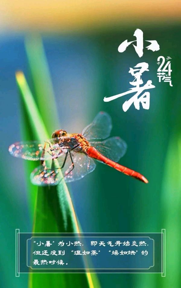 聆听 ‖ 蕙质兰心朗诵《小暑》作者/秋之韵（图4）