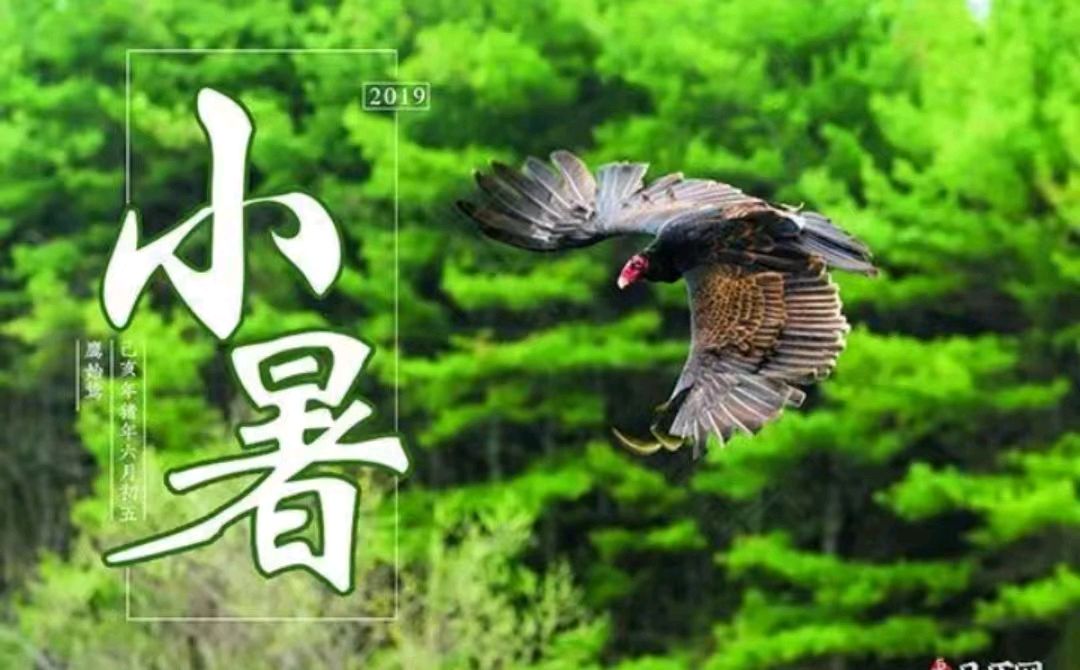 【荣耀中国】又到小暑文/武可强（山东临沂）（图2）