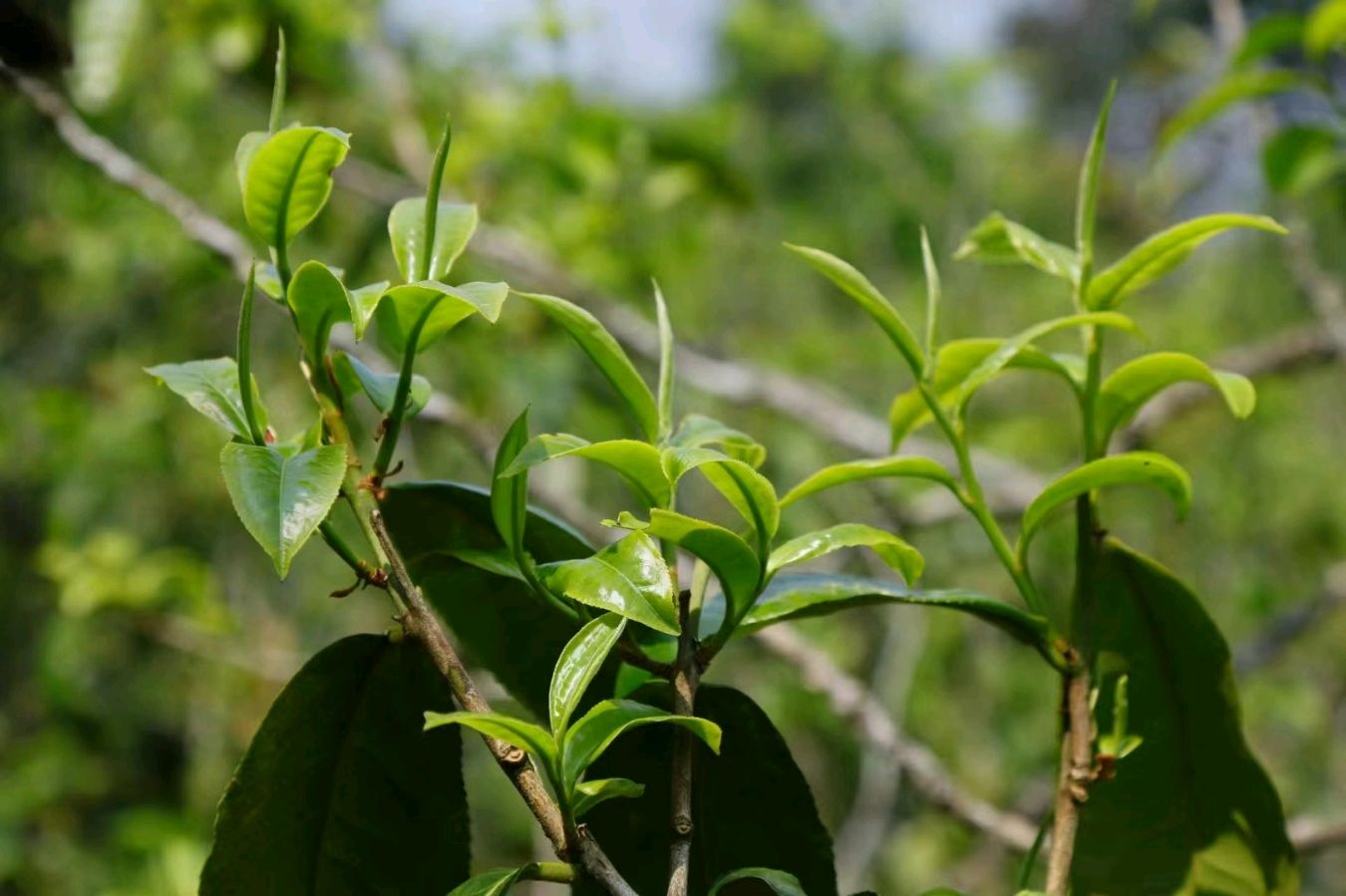 绿荫清风惹柔情