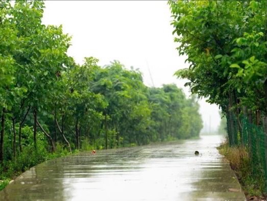 【新诗大观】一场盼望已久的夏雨||文/郭清晓(图2)