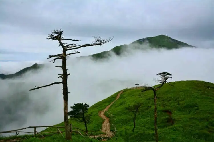 参评▪七绝-赏春景（组合）诗||李万华（图14）