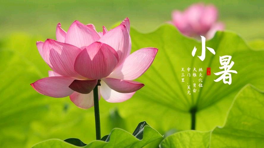 《九江文学社：北京头条》《九江文学社》《甲辰小暑节气》专刊（图8）